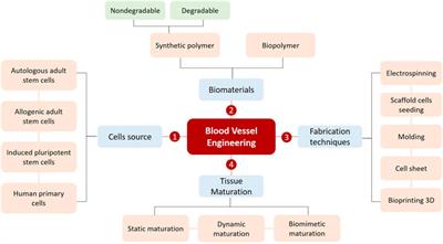 Vascular Tissue Engineering: Challenges and Requirements for an Ideal Large Scale Blood Vessel